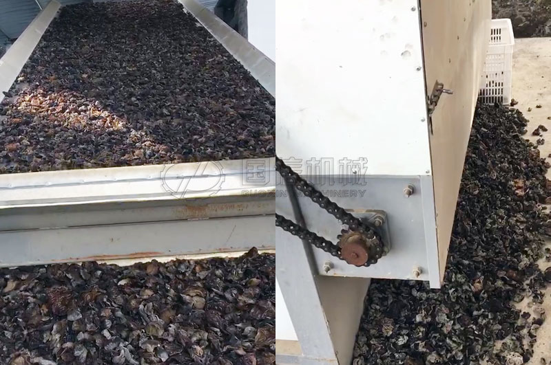 網(wǎng)帶式烘干機(jī)烘干黑木耳